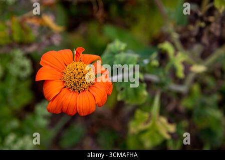 Tithonia rotundifolia « torche » Banque D'Images