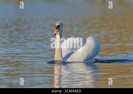A Mute Swan, (Cygnus olor), nageant sur un lac à RSPB Martin Mere, Burscough, Lancashire, Royaume-Uni Banque D'Images