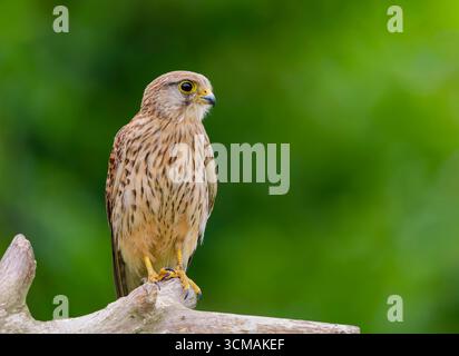 Une femelle Kestrel, (Falco tinnunculus), perchée na branche morte, sur des terres agricoles dans le West Yorkshire, Royaume-Uni Banque D'Images