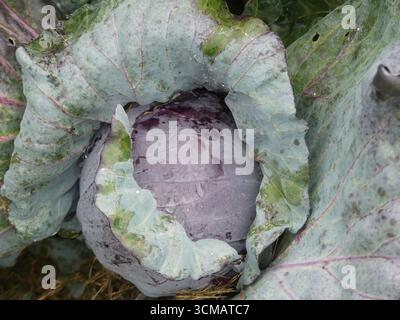 Une tête violette serrée de chou rouge (Brassica oleracea var. capitata f. rubra) se formant parmi de grandes feuilles extérieures au début de l'automne Banque D'Images