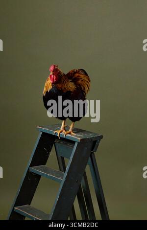 Rooster regarde bien dans l'objectif de la caméra et se tient tranquillement Banque D'Images