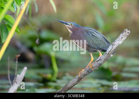 Héron vert (Butorides striatus) pêche.Heron vert. Mars dans le parc national des Eveglades, Floride, États-Unis. Banque D'Images