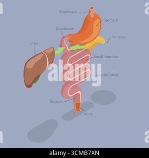 Illustration plate isométrique 3D du système digestif humain, processus de dissolution, d'absorption et de fermentation Banque D'Images
