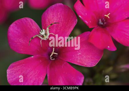 Araignée de crabe (Misumena vatia) sur une fleur rose vif, fleur de phlox, Hesse, Allemagne Banque D'Images