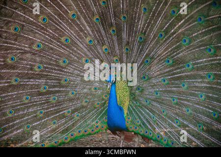 Un magnifique paon mâle affiche son plumage vibrant, avec ses plumes exquises entièrement ventilées. Les motifs complexes des yeux créent un mesmeriz Banque D'Images
