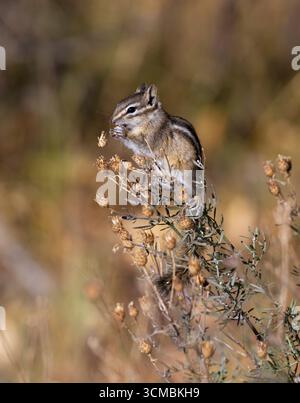 Un moindres Chipmunk (Tamias minimus) se nourrissant au coucher du soleil dans les Grand Tetons. Octobre dans le parc national de Grand Teton, Wyoming. Banque D'Images