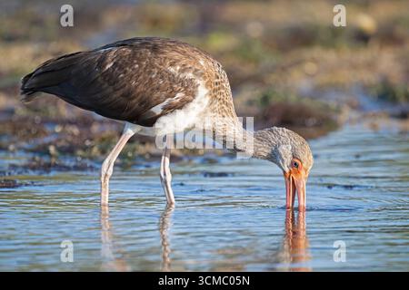American White Ibis (Eudocimus albus) au coucher du soleil. Mars dans le parc national de Myakka River, Floride. Banque D'Images