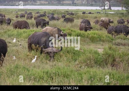 Un troupeau de buffles paissant près du lac dans le parc national du lac Nakuru Banque D'Images