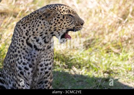 Un léopard se reposant et bâillant à l'ombre dans la réserve nationale du Masai Mara après une tentative de chasse Banque D'Images