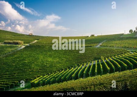 Collines couvertes de vignes verdoyantes près du village de Barolo dans la région viticole de Langhe, Piémont, Italie. Célèbre paysage viticole avec vigne ordonnée Banque D'Images
