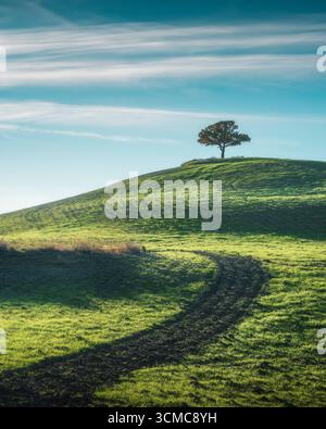 Arbre solitaire au sommet d'une colline dans le Val d'Orcia. Pienza, Province de Sienne, région Toscane, Italie Banque D'Images