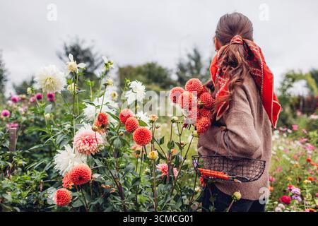 Vue arrière d'une femme cueillant des fleurs de dahlias pompon orange dans le jardin automnal tenant un bouquet de fleurs et un panier. Banque D'Images