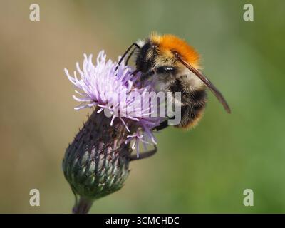 Gros plan isolé d'une abeille cardée commune (bombus pascuorum) recueillant du nectar sur un chardon rampant (Cirsium arvense (L.) Scop.) ou chardon. Bo Banque D'Images