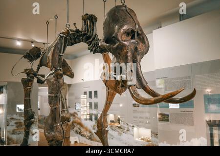 Mammoth Skeleton dans un musée public. Banque D'Images