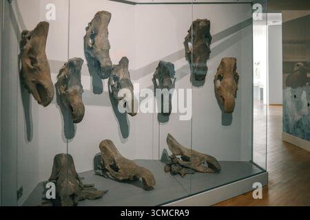Mammoth Skeleton dans un musée public. Banque D'Images