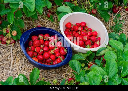 Sur le couvre-sol bleu entre les lits de fraises se trouvent deux bassins, un bleu et un beige, remplis de baies fraîchement cueillies. Les feuilles encadrent les bacs et le Banque D'Images