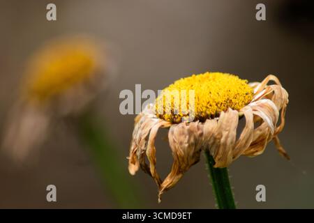 Tête de fleur jaune séchée Banque D'Images