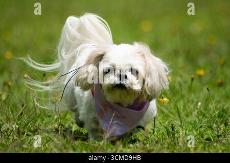 White Shih Tzu courir sur l'herbe Banque D'Images