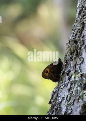 Gros plan d'une nymphe commune de bois ou d'un papillon brun de prairie perché sur un tronc d'arbre qui est recouvert de lichen. Photographié dans le Rachel Carson Natio Banque D'Images
