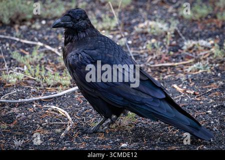 Un profil de corps entier d'un Corbeau commun sauvage debout sur un sol graveleux foncé, ses plumes bleues irisées et violettes brillent. Banque D'Images