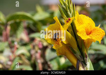 Bourdon (bombus sp.) Cueillette du pollen à l'aide de ses proboscis à partir d'une fleur de lys cana tachetée jaune (canna indica) dans les Andes du Pérou. Banque D'Images