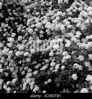 Cette magnifique photographie d'archives en noir et blanc des années 1970 capture la riche texture d'un arbuste spiraea (bonbon de prairie) en pleine floraison, un spectacle commun dans les parcs et jardins de l'ère soviétique. Probablement prise dans un célèbre jardin de Crimée, l'image se concentre sur le motif naturel et l'abondance des petites fleurs blanches. C'est une représentation artistique et intemporelle de la beauté de la nature, reflétant les activités de loisirs tranquilles et contemplatives de l'ère de la stagnation et l'esthétique de la photographie florale vintage Banque D'Images