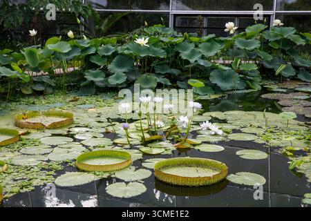Étang avec nénuphars dans les nouvelles serres de la Flora, le jardin botanique de Cologne, Allemagne. Teich mit Seerosen an den neuen Gewaechshaeusern Banque D'Images
