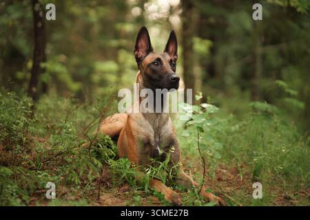 Un Malinois belge est assis calmement dans une forêt luxuriante entourée de grands arbres et d'une lumière douce. L'atmosphère sereine souligne la grâce naturelle du chien et Banque D'Images