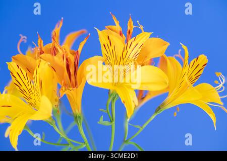Fleurs d'Alstroemeria, jaune avec fond bleu Banque D'Images