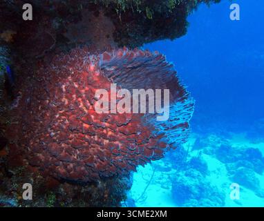 Géant Barrel éponge dans la mer des Caraïbes près de l'île de Cozumel, Mexique Banque D'Images