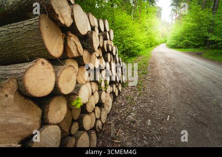 Gros plan d'un tas de bois près d'un chemin de terre dans une forêt printanière, Pologne orientale Banque D'Images