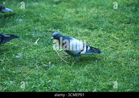 Comportement de la marche latérale du pigeon sauvage Columba livia Banque D'Images