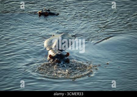 Un hippopotame (Hippopotamus amphibius) sort la tête de l'eau de la rivière Crocodile dans le parc national Kruger Banque D'Images