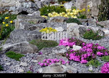 Fleurs de printemps exposées dans le Rock Garden par la Maison Alpine au RHS Garden Harlow Carr, Harrogate, Angleterre, Royaume-Uni. Banque D'Images