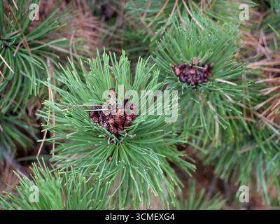 Aiguilles et jeunes cônes d'un pin de montagne. Aiguilles vertes, cônes brun rougeâtre. Gros plan. Pinus mugo. Copyspace. Banque D'Images