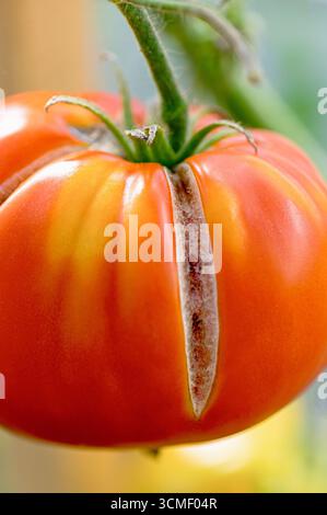Tomate beefsteak orangée mûre avec fissure naturelle de la peau causée par un arrosage irrégulier, plan macro montrant une texture nervurée et des attachements de tige verts Banque D'Images