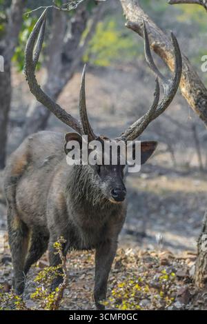 Portrait de cerf sambar dans le parc national de Ranthambore Rajasthan Banque D'Images