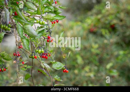 Ombre de nuit douce-amère, ombre de nuit mortelle (Solanum dulcamara), plante avec des baies mûres. Baies de l'arbuste Solanum dulcamara ou parasol boisé. Banque D'Images