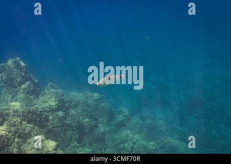 Un poisson nage dans la mer bleu profond, illuminé par des rayons de soleil sur un récif sous-marin vibrant et des herbiers marins. Banque D'Images