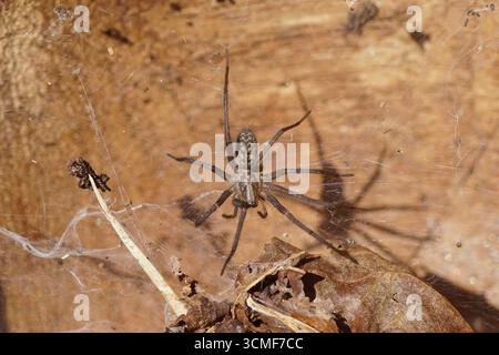 Housespider (Tegenaria) probablement araignée poussiéreuse, araignée lapine poussiéreuse (Tegenaria atrica) dans sa toile avec un fond en bois. Les araignées en entonnoir familial Banque D'Images