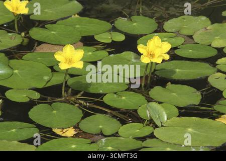 Frange d'eau (Nymphoides peltatum) Allgaeu, Bavière, Allemagne, Allgaeu, Bavière, Allemagne Banque D'Images
