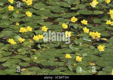 Frange d'eau (Nymphoides peltatum) Allgaeu, Bavière, Allemagne, Allgaeu, Bavière, Allemagne Banque D'Images