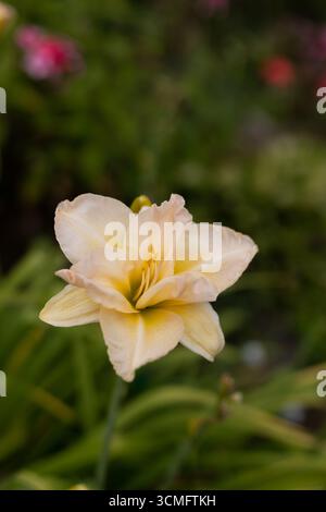 Belle crème (beige) Daylily dans le jardin sur fond de feuilles vertes. Il y a une petite araignée assise au centre de la fleur. Gar Banque D'Images