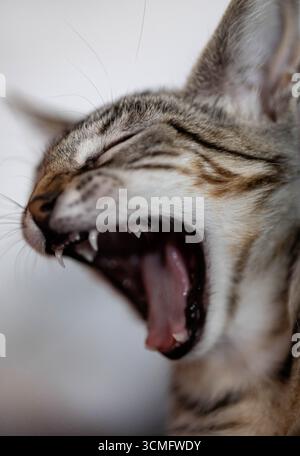 un chat de profil bâillant, ses dents et sa langue sont visibles, intérieur d'une maison, gros plan du chat Banque D'Images