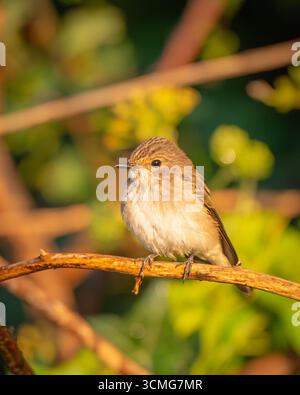 Un Flycatcher tacheté perché sur une branche avec un feuillage vert en arrière-plan, vue portrait. Banque D'Images