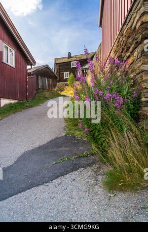 Ruelle pittoresque à Røros, entourée de maisons colorées et de fleurs vibrantes dans cette ville historique de mines de cuivre. Destination touristique à Trøndelag Norvège Banque D'Images