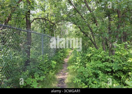 étroite randonnée pédestre cyclable le long de la clôture de maillon de chaîne à travers la forêt boréale dense sous le soleil d'été Banque D'Images