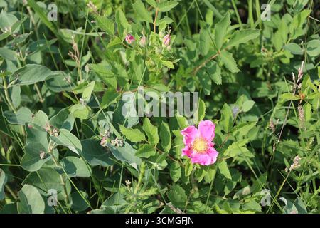 fleur rose vif solitaire avec centre jaune doré dans le feuillage vert riche en soleil d'été Banque D'Images