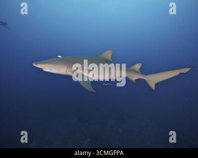 Un requin citron (Negaprion brevirostris) nage librement dans l'océan bleu profond, accompagné d'un petit poisson, un gardien de navire (Echeneidae). Site de plongée Lemon Banque D'Images