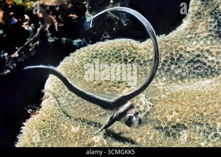 Photo sous-marine gros plan de juvénile poisson chevalier tacheté (Equetus punctatus), Caraïbes, Bahamas Banque D'Images
